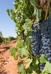 Ripe grapes in Mallorca vineyard