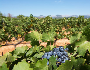 Ripe grapes in Mallorca vineyard