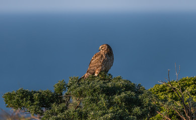 A Perched Northern Harrier