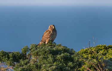 A Northern Harrier at the Pacific Ocean