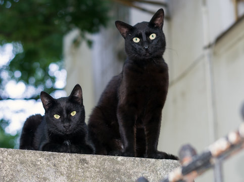 Two Black Cats