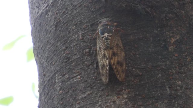 蝉