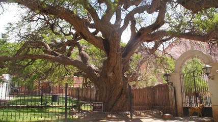 Arbre de 500 années