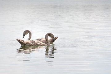 zwei junge Gänse auf dem Wasser