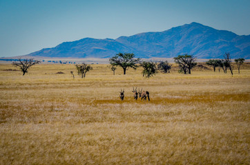 Oryx-Antilopen in der namibischen Steppe