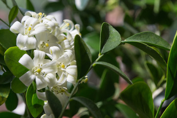Naklejka premium Murraya