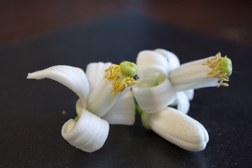 Fototapeta na wymiar Flowers of lemon