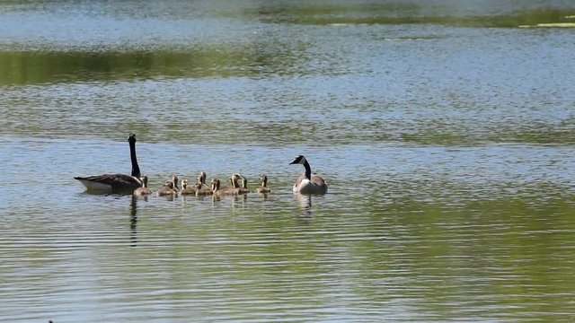 Candian or Canada Geese WIth Goslings Swimming on a Quiet Pond.