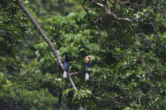 Papuan or Blyth's hornbill (Rhyticeros plicatus), Lowland rainforest, Karawawi River, Kumawa Peninsula, mainland New Guinea, Western Papua, Indonesian controlled New Guinea, on the Science et Images "Expedition Papua, in the footsteps of Wallace&rdquo;, by Iris Foundation