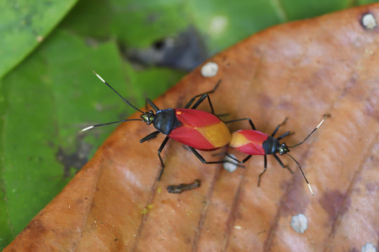 Mating Heteroptera insects in the rainforest, Waigeo, Raja Ampat, Western Papua, Indonesian controlled New Guinea, on the Science et Images "Expedition Papua, in the footsteps of Wallace&rdquo;, by Iris Foundation