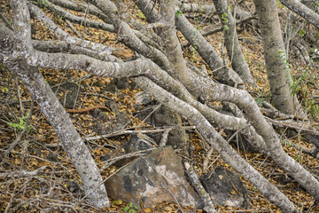 Forest Trunks at Ground