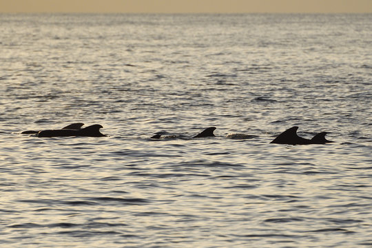 Short-finned pilot whale (Globicephala macrorhynchus), Science et Images "Expedition Papua, in the footsteps of Wallace&rdquo;, by Iris Foundation, between Sorong and Batenta, Raja Ampat, Western Papua, Indonesian controlled New Guinea