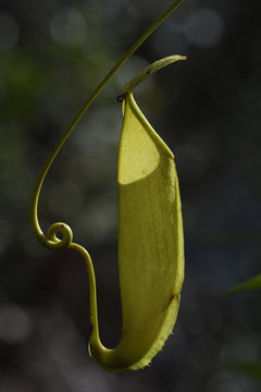 Carnivorous Nepenthes plant, Misool, Raja Ampat, Western Papua, Indonesian controlled New Guinea, on the Science et Images "Expedition Papua, in the footsteps of Wallace&rdquo;, by Iris Foundation