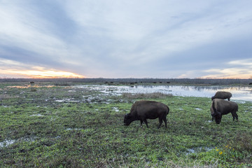 Bison grazing La Chua Sink at Paynes Prairie State park, Florida