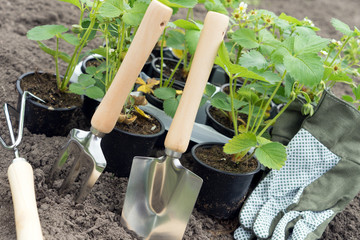 Erdbeerpflanzen / frische Erdbeerpflanzen zum einpflanzen und Gartenwerkzeug