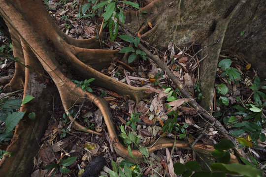 Triton Bay rainforest trees and roots, Mainland New Guinea, Western Papua, Indonesian controlled New Guinea, on the Science et Images "Expedition Papua, in the footsteps of Wallace&rdquo;, by Iris Foundation