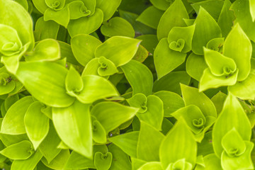 Tropical Plants Top View