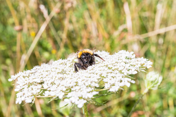 Hummel sitzt auf einer Blume