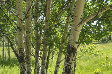 Aspen trees in alpine meadow, Cloorado