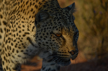 Leopardin