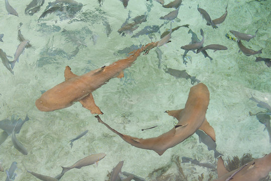 Swimming with Blacktip reef shark (Carcharhinus melanopterus) Raja Ampat, Western Papua, Indonesian controlled New Guinea, on the Science et Images "Expedition Papua, in the footsteps of Wallace&rdquo;, by Iris Foundation