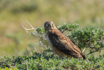 A Northern Harrier in Point Reyes California