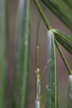 Stick insect, Phasmatodea, in the lowland rainforest, Aiduma Island, near Triton Bay, Mainland New Guinea, Western Papua, Indonesian controlled New Guinea, on the Science et Images "Expedition Papua, in the footsteps of Wallace&rdquo;, by Iris Foundation