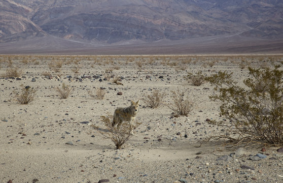 Lonely Coyote (prairie wolf) in Death Valley, California, USA