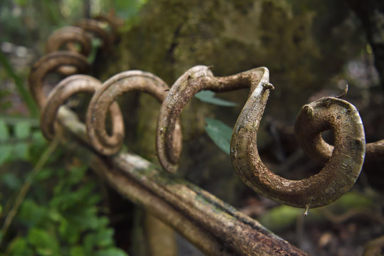 Spiral vine/liana, Lowland rainforest, near Kap Araide, Kumawa Peninsula, mainland New Guinea, Western Papua, Indonesian controlled New Guinea, on the Science et Images "Expedition Papua, in the footsteps of Wallace&rdquo;, by Iris Foundation