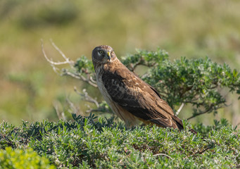 A Northern Harrier
