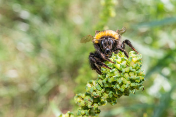 Hummel sitzt auf einer Blume
