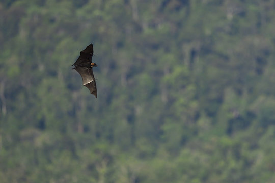 Flying fox colony, Pteropus sp. In the lowland rainforest, Kumawa Peninsula, Mainland New Guinea, Western Papua, Indonesian controlled New Guinea, on the Science et Images "Expedition Papua, in the footsteps of Wallace&rdquo;, by Iris Foundation