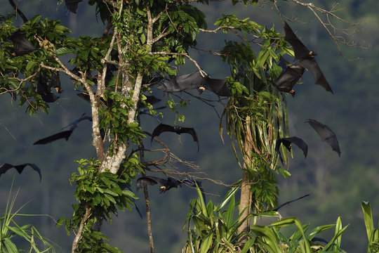 Flying fox colony, Pteropus sp. In the lowland rainforest, Kumawa Peninsula, Mainland New Guinea, Western Papua, Indonesian controlled New Guinea, on the Science et Images "Expedition Papua, in the footsteps of Wallace&rdquo;, by Iris Foundation
