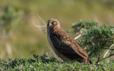 A Suspicious Northern Harrier