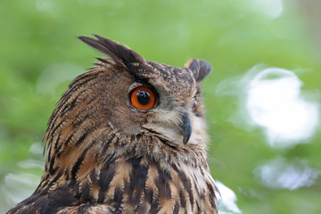 Uhu mit aufgewecktem Blick Froschperspektive