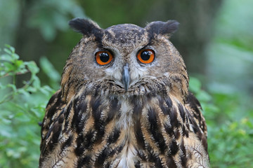 Uhu Portrait im Wald mit Blick in die Kamera