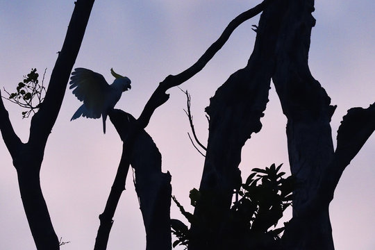 Sulphur-crested cockatoo (Cacatua galerita), Kumawa Peninsula, mainland New Guinea, Western Papua, Indonesian controlled New Guinea, on the Science et Images "Expedition Papua, in the footsteps of Wallace&rdquo;, by Iris Foundation
