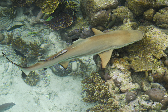 Swimming with Blacktip reef shark (Carcharhinus melanopterus) Raja Ampat, Western Papua, Indonesian controlled New Guinea, on the Science et Images "Expedition Papua, in the footsteps of Wallace&rdquo;, by Iris Foundation