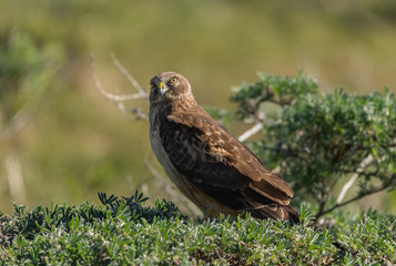 A Northern Harrier at Point Reyes
