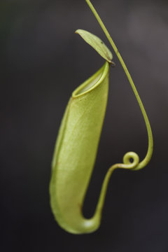 Carnivorous Nepenthes plant, Misool, Raja Ampat, Western Papua, Indonesian controlled New Guinea, on the Science et Images "Expedition Papua, in the footsteps of Wallace&rdquo;, by Iris Foundation