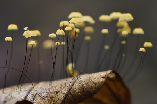 Needle fungus colony, In the lowland rainforest, Kumawa Peninsula, Mainland New Guinea, Western Papua, Indonesian controlled New Guinea, on the Science et Images "Expedition Papua, in the footsteps of Wallace&rdquo;, by Iris Foundation