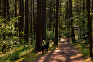 black dog on the alert on path in the forest