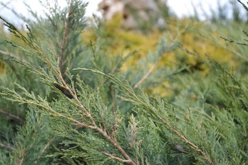 Tuiski branches