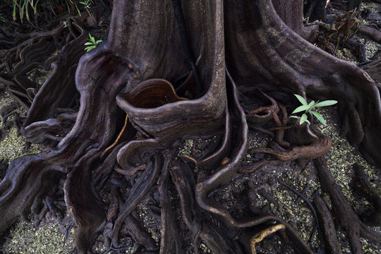 Lowland rainforest mangroves, Karawawi River, Kumawa Peninsula, mainland New Guinea, Western Papua, Indonesian controlled New Guinea, on the Science et Images "Expedition Papua, in the footsteps of Wallace&rdquo;, by Iris Foundation