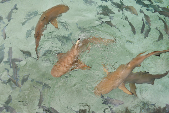 Swimming with Blacktip reef shark (Carcharhinus melanopterus) Raja Ampat, Western Papua, Indonesian controlled New Guinea, on the Science et Images "Expedition Papua, in the footsteps of Wallace&rdquo;, by Iris Foundation