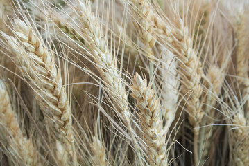 Background of close-up macro golden and green wheat ears in the field, Russia.