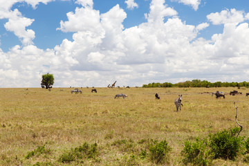 Fototapeta na wymiar group of herbivore animals in savannah at africa