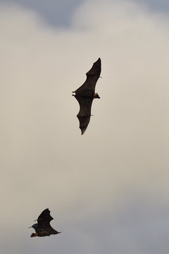 Flying fox colony, Pteropus sp. In the lowland rainforest, Kumawa Peninsula, Mainland New Guinea, Western Papua, Indonesian controlled New Guinea, on the Science et Images "Expedition Papua, in the footsteps of Wallace&rdquo;, by Iris Foundation