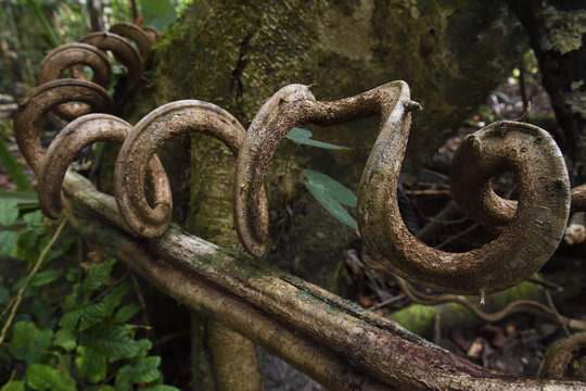 Spiral vine/liana, Lowland rainforest, near Kap Araide, Kumawa Peninsula, mainland New Guinea, Western Papua, Indonesian controlled New Guinea, on the Science et Images "Expedition Papua, in the footsteps of Wallace&rdquo;, by Iris Foundation