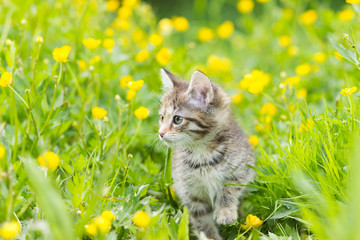 Kitten tortoiseshell color on a clearing in the grass among the yellow flowers